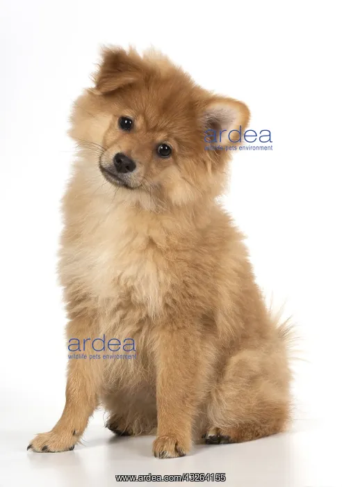 : DOG. Pomeranian puppy sitting, studio, 12 weeks old : DOG. Pomeranian puppy sitting, studio, 12 weeks old