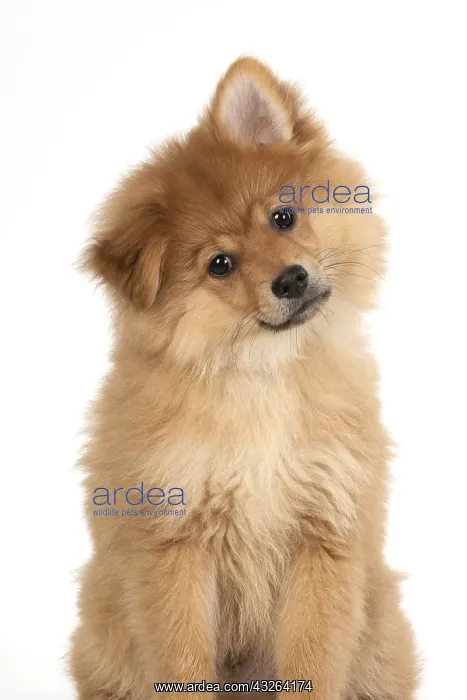 : DOG. Pomeranian puppy sitting, studio, 12 weeks old : DOG. Pomeranian puppy sitting, studio, 12 weeks old