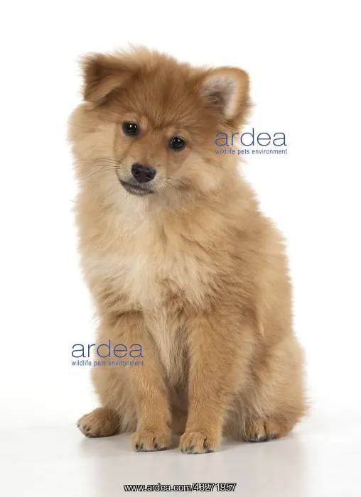 : DOG. Pomeranian puppy sitting, studio, 12 weeks old : DOG. Pomeranian puppy sitting, studio, 12 weeks old