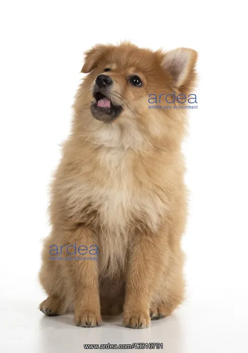 : DOG. Pomeranian puppy sitting, studio, 12 weeks old : DOG. Pomeranian puppy sitting, studio, 12 weeks old