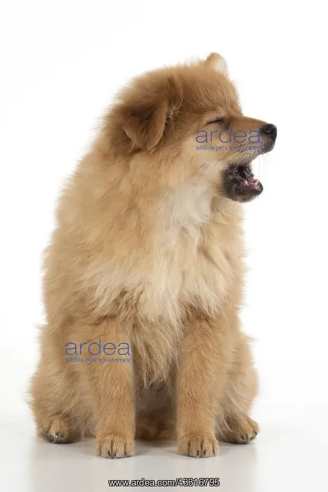 : DOG. Pomeranian puppy sitting, studio, 12 weeks old : DOG. Pomeranian puppy sitting, studio, 12 weeks old