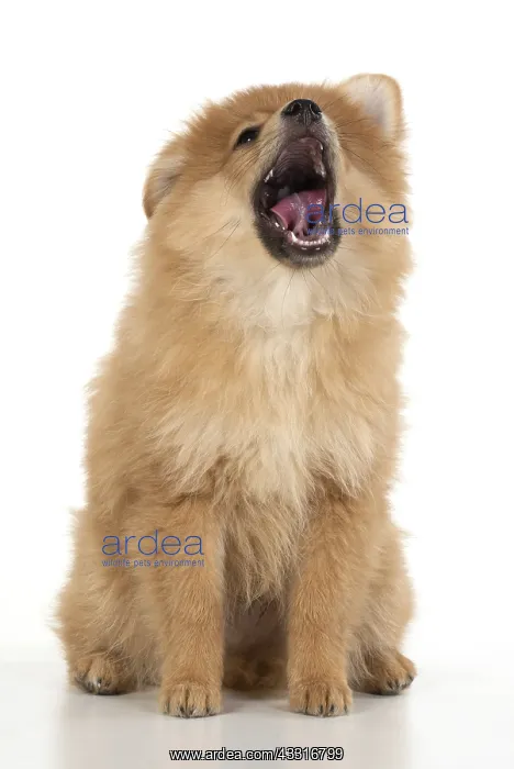 : DOG. Pomeranian puppy sitting, studio, 12 weeks old : DOG. Pomeranian puppy sitting, studio, 12 weeks old