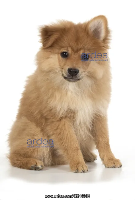 : DOG. Pomeranian puppy sitting, studio, 12 weeks old : DOG. Pomeranian puppy sitting, studio, 12 weeks old