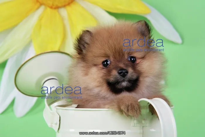 : Dog. Pomeranian puppy sitting in watering can (10 weeks old) : Dog. Pomeranian puppy sitting in watering can (10 weeks old)