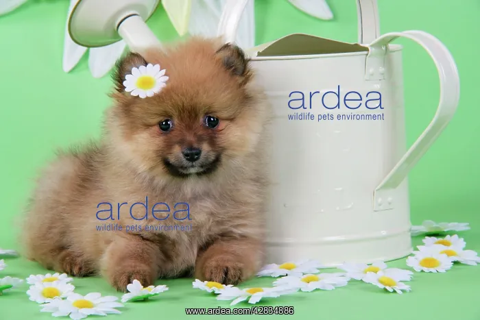 : Dog. Pomeranian puppy sitting next to watering : Dog. Pomeranian puppy sitting next to watering
