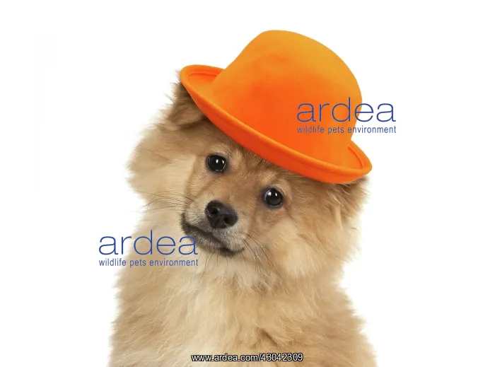 : DOG. Pomeranian puppy wearing orange hat : DOG. Pomeranian puppy wearing orange hat