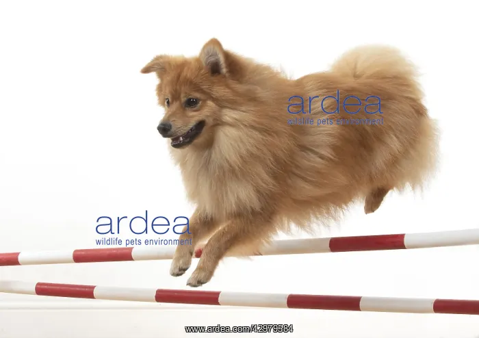 : DOG. Pomeranian, studio, jumping poles : DOG. Pomeranian, studio, jumping poles