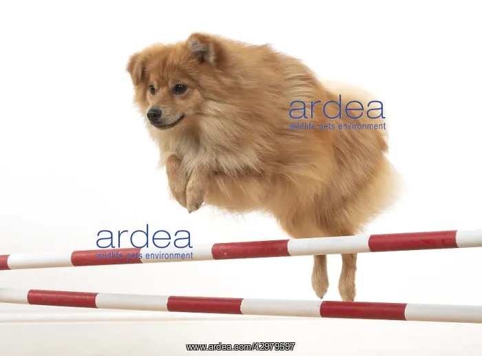 : DOG. Pomeranian, studio, jumping poles : DOG. Pomeranian, studio, jumping poles