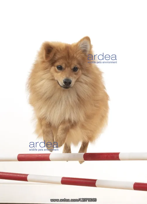 : DOG. Pomeranian, studio, jumping poles : DOG. Pomeranian, studio, jumping poles