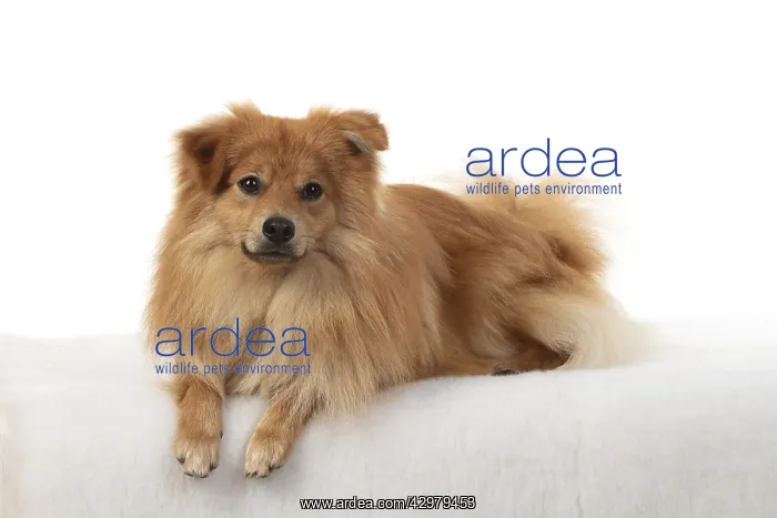  : DOG. Pomeranian, studio laying down