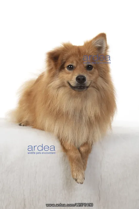 : DOG. Pomeranian, studio, laying with paws crossed : DOG. Pomeranian, studio, laying with paws crossed