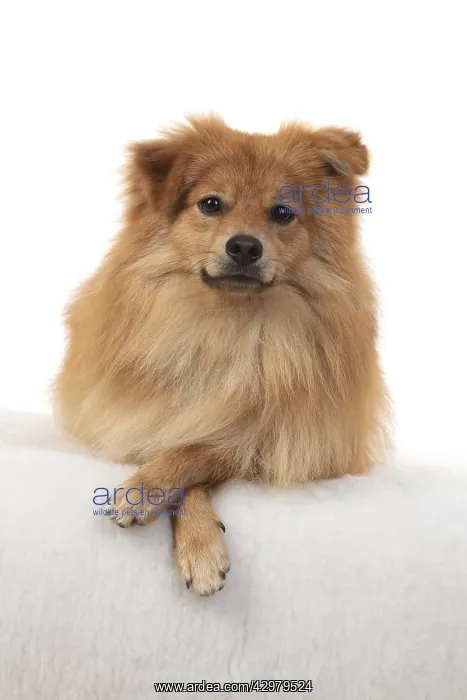  : DOG. Pomeranian, studio, laying with paws crossed