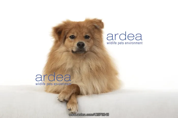 : DOG. Pomeranian, studio, laying with paws crossed : DOG. Pomeranian, studio, laying with paws crossed