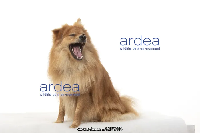 : DOG. Pomeranian, studio, mouth open : DOG. Pomeranian, studio, mouth open