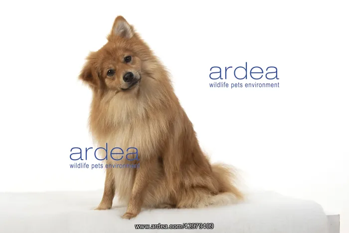 : DOG. Pomeranian, studio sitting head on one side : DOG. Pomeranian, studio sitting head on one side