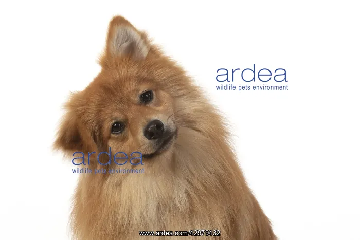 : DOG. Pomeranian, studio sitting head on one side : DOG. Pomeranian, studio sitting head on one side