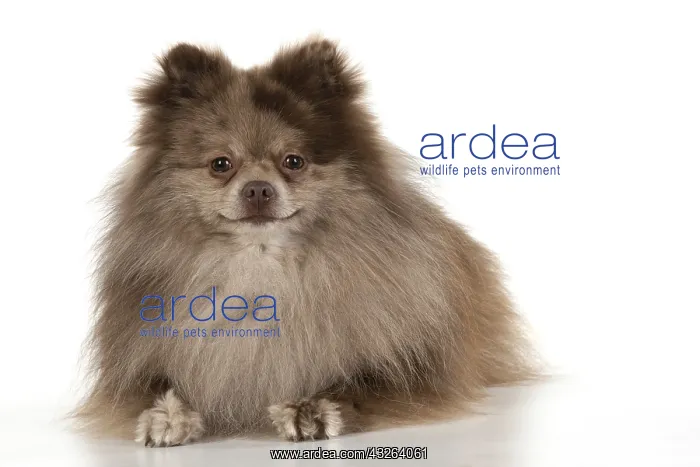 : DOG. Pomeranian, studio, on white : DOG. Pomeranian, studio, on white
