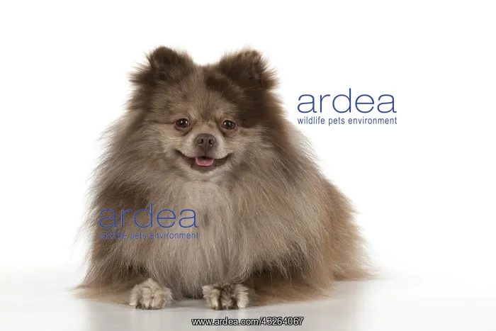 : DOG. Pomeranian, studio, on white : DOG. Pomeranian, studio, on white