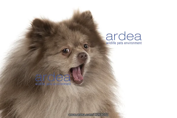 : DOG. Pomeranian, studio, on white : DOG. Pomeranian, studio, on white
