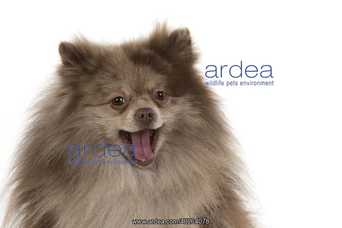 : DOG. Pomeranian, studio, on white : DOG. Pomeranian, studio, on white
