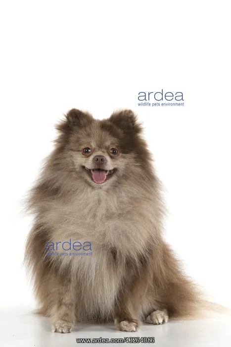 : DOG. Pomeranian, studio, on white : DOG. Pomeranian, studio, on white