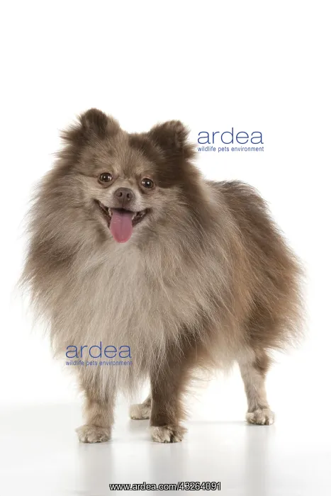 : DOG. Pomeranian, studio, on white : DOG. Pomeranian, studio, on white