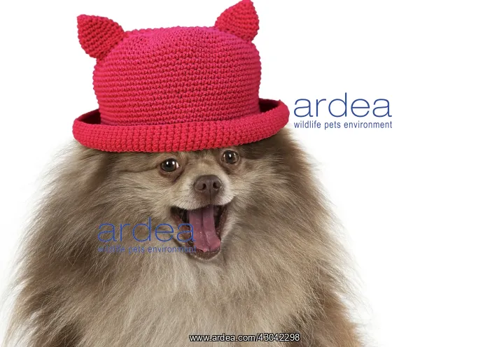 : DOG. Pomeranian, wearing red hat, studio, on white : DOG. Pomeranian, wearing red hat, studio, on white