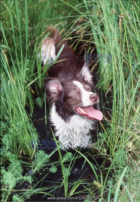 : DOG - In pond : DOG - In pond