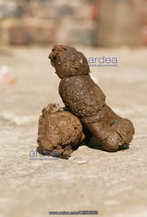 : DOG Poo : DOG Poo