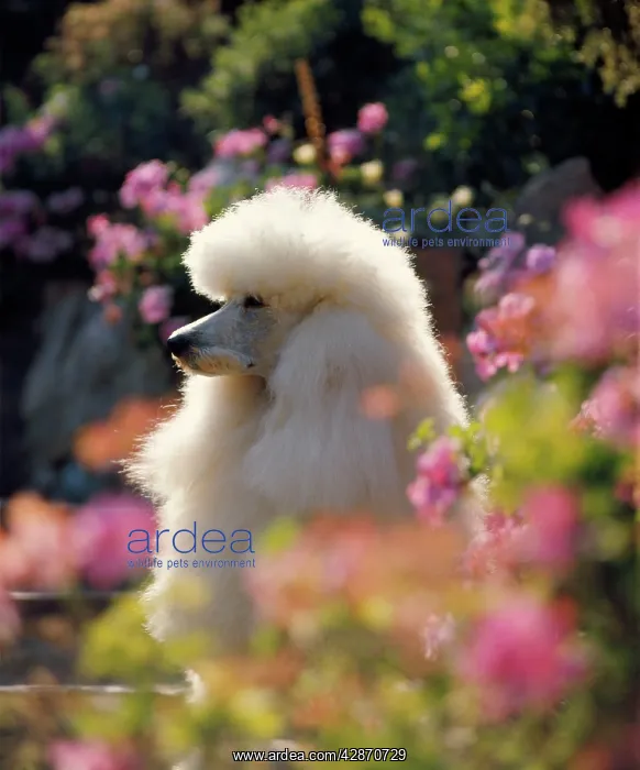 : DOG - Poodle : DOG - Poodle