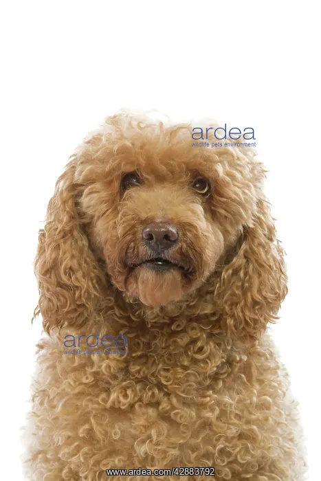  : Dog - poodle