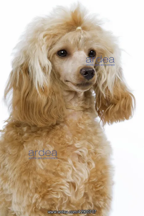 : Dog - Poodle : Dog - Poodle