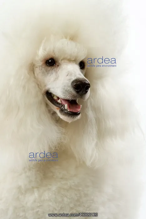  : Dog - Poodle
