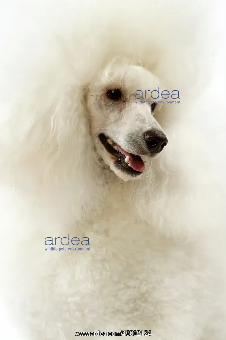  : Dog - Poodle