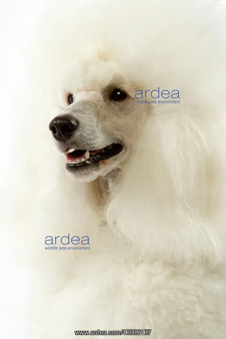  : Dog - Poodle