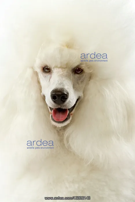  : Dog - Poodle
