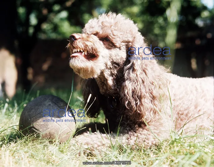 : DOG - POODLE : DOG - POODLE
