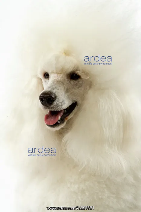 : Dog - Poodle : Dog - Poodle