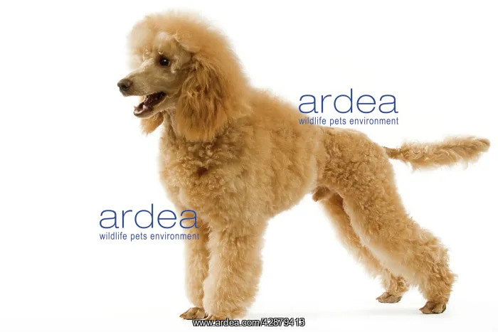 : Dog - Poodle - Abricot. (French: Caniche Moyen Abricot) : Dog - Poodle - Abricot. (French: Caniche Moyen Abricot)