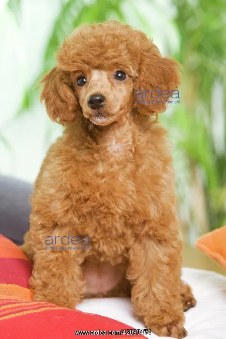  : Dog - Poodle - apricot colour