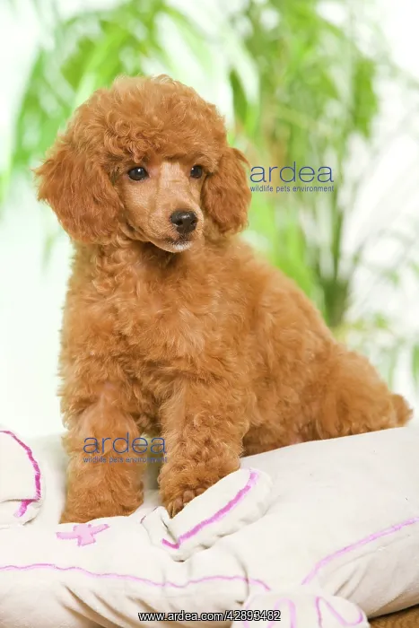  : Dog - Poodle - apricot colour