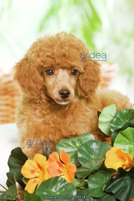  : Dog - Poodle - apricot colour