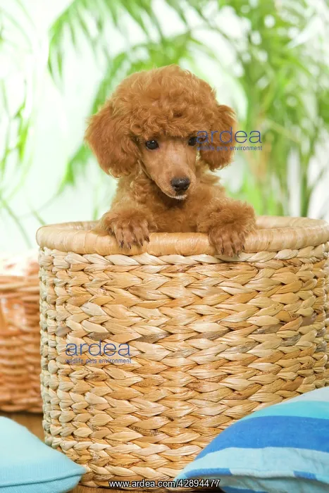: Dog - Poodle in basket - apricot colour : Dog - Poodle in basket - apricot colour