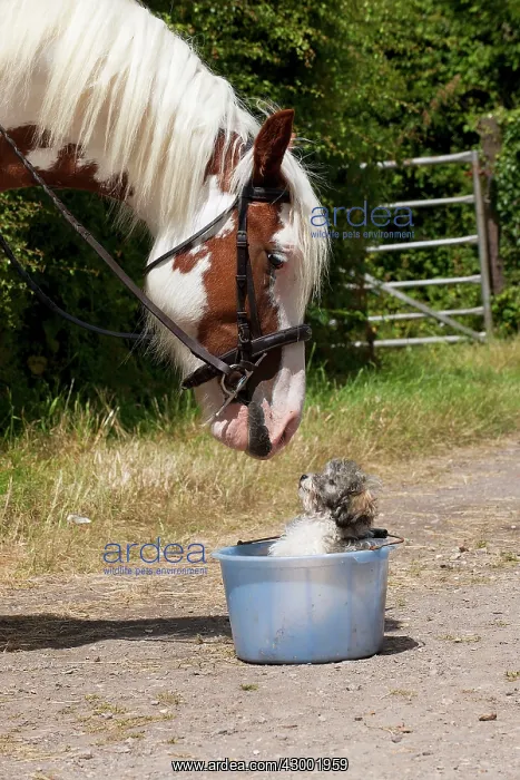 : Dog - Poodle in a bucket with horse looking at it : Dog - Poodle in a bucket with horse looking at it