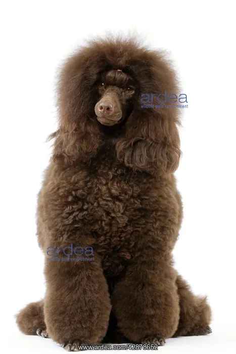  : Dog - Poodle (caniche moyen)