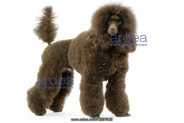  : Dog - Poodle (caniche moyen)