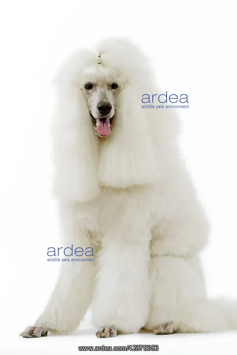  : Dog - Poodle (caniche royal)