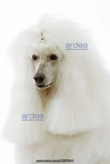  : Dog - Poodle (caniche royal)