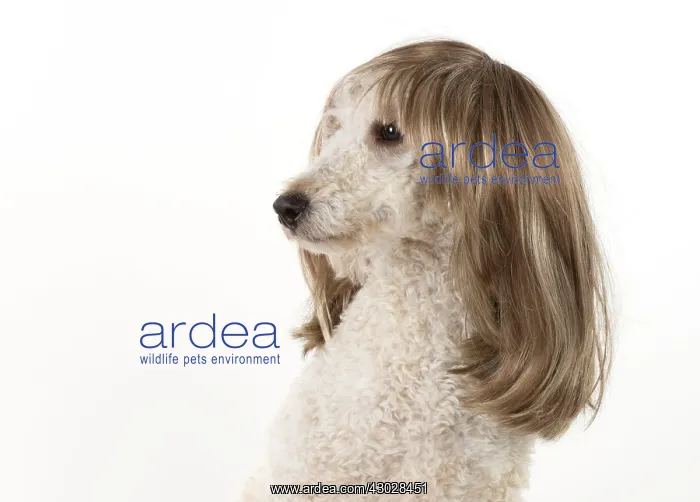 : DOG. Poodle cross wearing a wig : DOG. Poodle cross wearing a wig