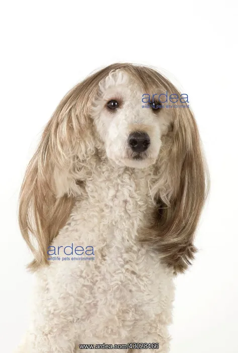 : DOG. Poodle cross wearing a wig : DOG. Poodle cross wearing a wig